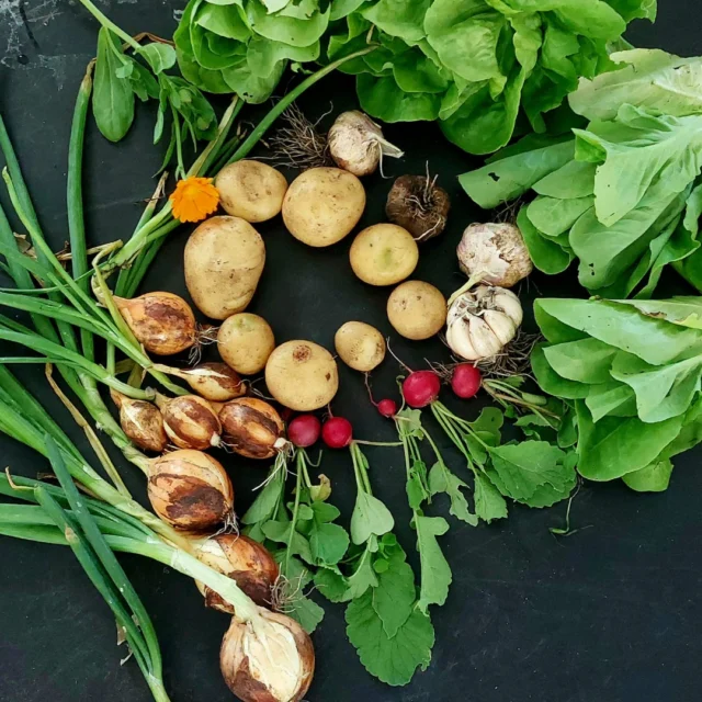De oogst van onze moestuin! Gezaaid, verzorgd en geoogst door onze leerlingen 🌱☀️